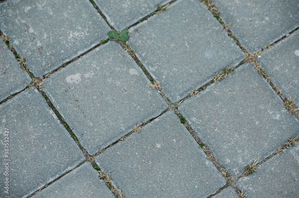 Obraz premium grey paving tiles texture or background