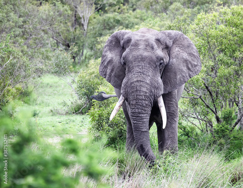 An African elephant goes in search of food on  wild savanna.