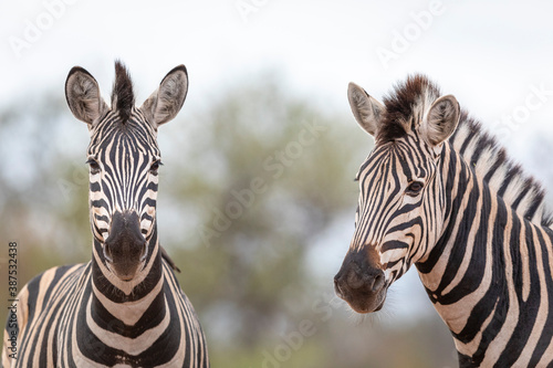 Horizontal portrait of two zebras in Kruger Park South Africa