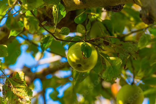 Apples growing in an apple tree in a garden in sunlight in autumn, Almere, Flevoland, The Netherlands, October 23, 2020