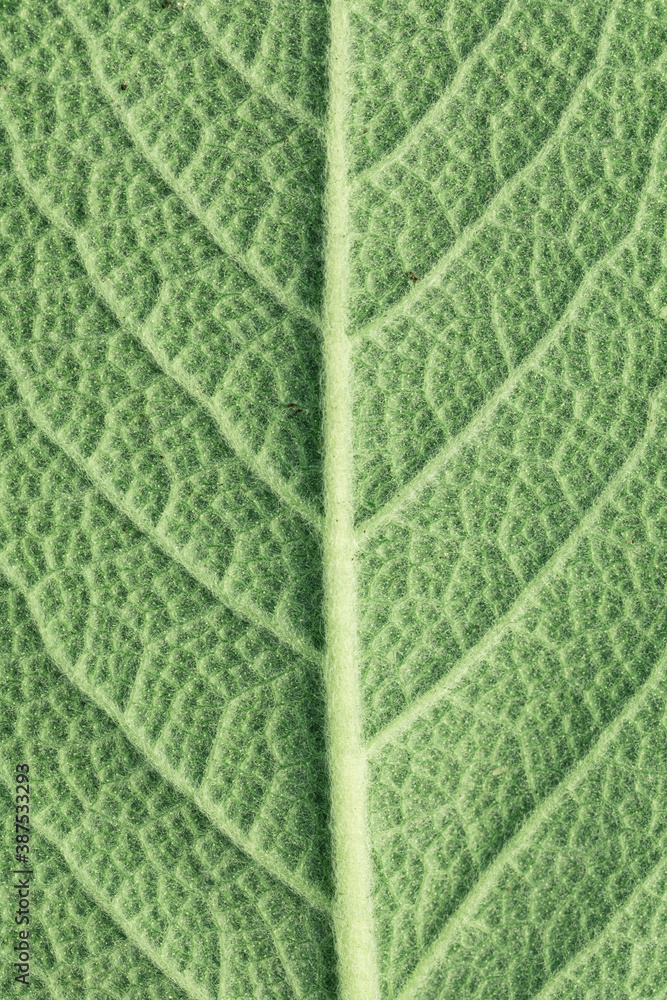 Texture of the leaf close-up. Fragment of back side of the sage leaf. Macro photo. Texture of the leaf close-up. Fragment of back side of the sage leaf. Macro photo.