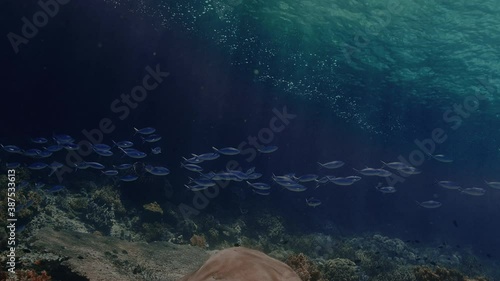 a shoal of Blue and gold fusilier (Caesio caerulaurea) passing by, Raja Ampat, Indonesia photo