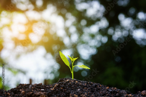 Seedling are growing in the soil and light of the sun. Planting trees to reduce global warming.