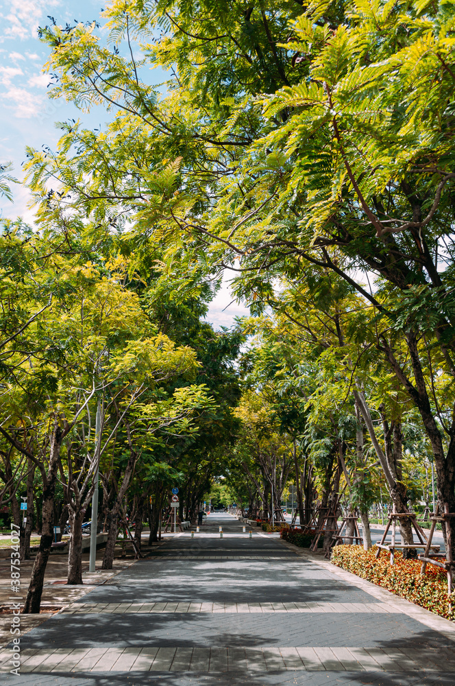 Tall big and yellow leaves trees covered the walking path in Thailand the afternoon 