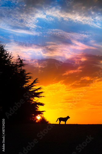 Dog silhouette at sunset with blue sky and warm colors