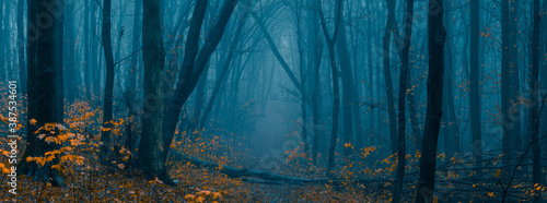Mysterious pathway. Footpath in the dark  foggy  autumnal  misty forest with high trees. Arch through autumnal forest with yellow leaves. Wide angle panoramic landscape.