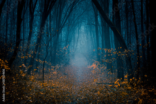 Mysterious pathway. Footpath in the dark  cold  foggy  autumn forest with high trees. Arch through the autumn misty forest with yellow leaves.