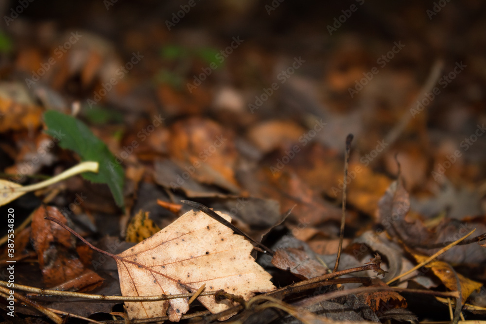 fallen autumn leaves