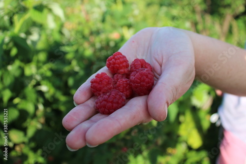 raspberries in the hands
