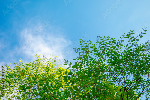 bright green leaves against blue sky with white clouds on sunny 
 day close low angle shot
