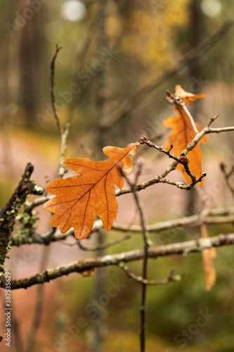 Yellow-brown autumn oak leaves on branches against forest background