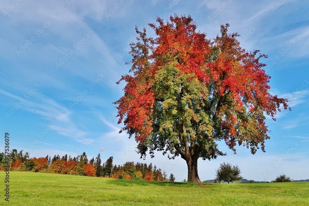 Naklejka premium Bunter Birnbaum