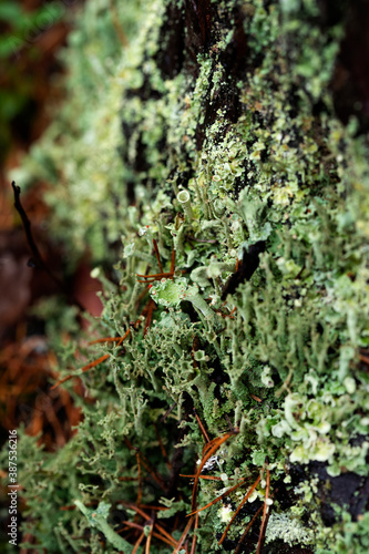 Green lichen 