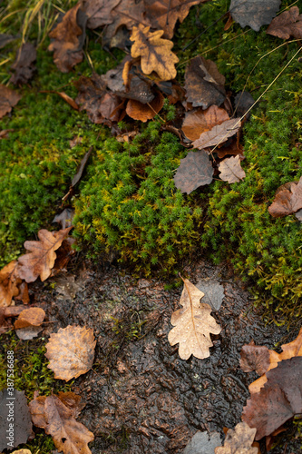 Green moss texture with autumn yellow leaves