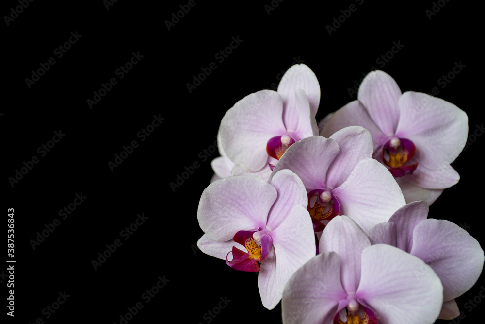 A close-up of orchids on black background. A branch of isolated pink flowers. A close-up of orchids on black background. A branch of isolated pink flowers.