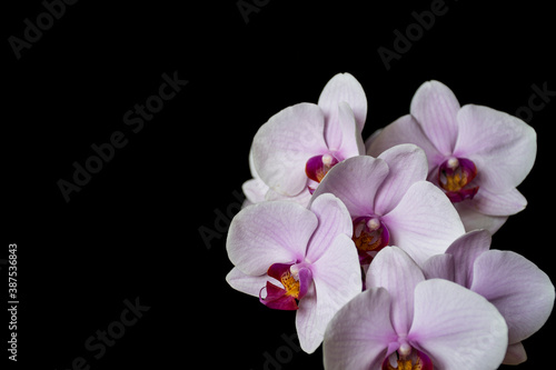Fototapeta Naklejka Na Ścianę i Meble -  A close-up of orchids on black background. A branch of isolated pink flowers.