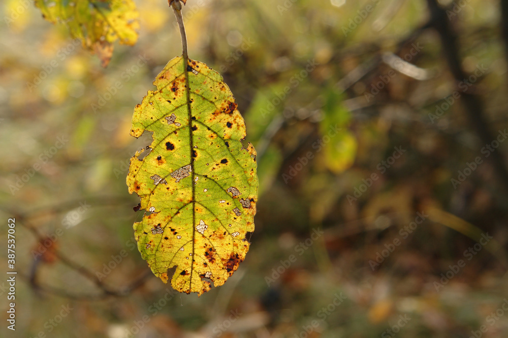 Obraz premium Sun shine through the green-yellow leaf of goat willow (Salix caprea), close-up, copy space for text. The leaf diseases - upperside of goat willow leaf with subepidermal telia of Melampsora caprearum