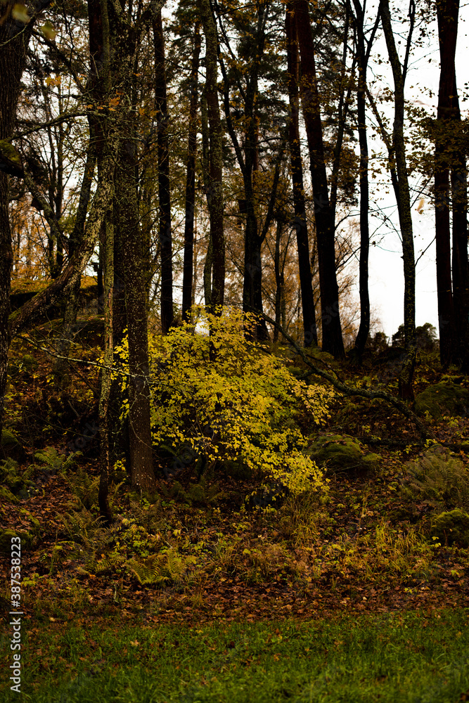 Obraz premium A hillside covered with autumn leaves with bushes and trees located on it