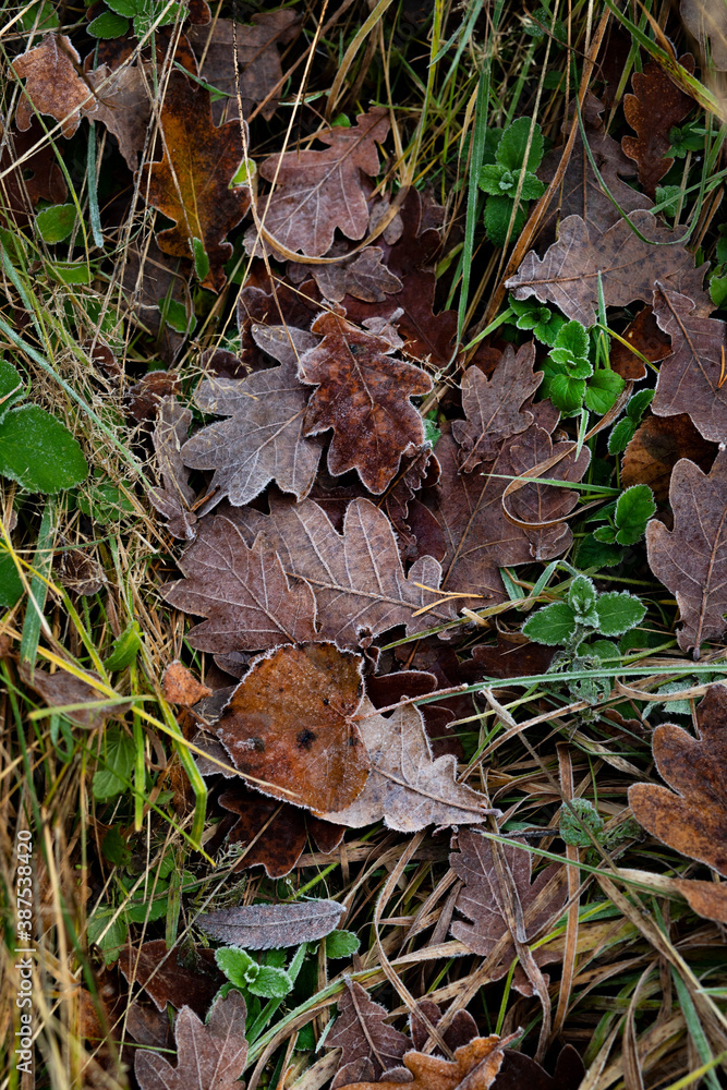 Green grass texture with autumn yellow leaves covered with rime Green grass texture with autumn yellow leaves covered with rime