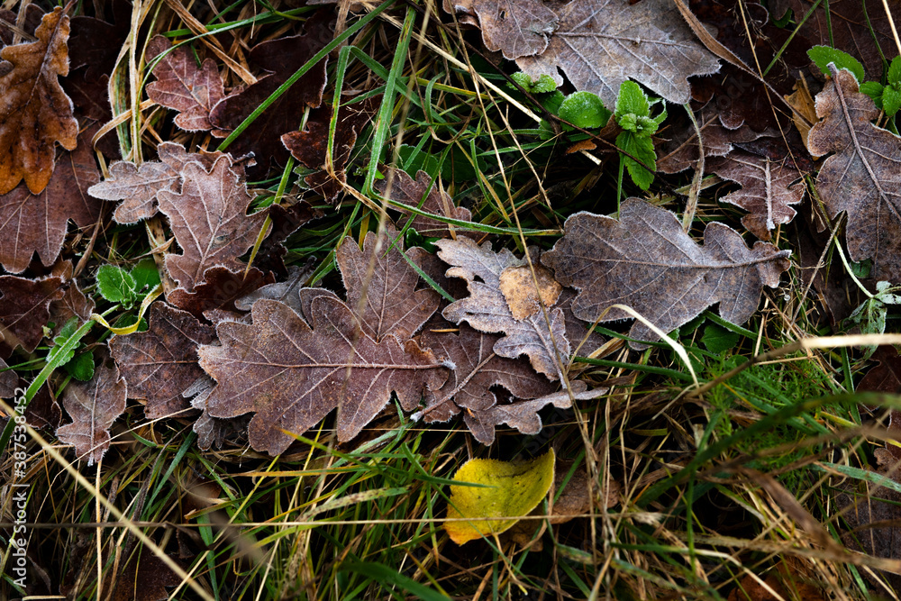Green grass texture with autumn yellow leaves covered with rime Green grass texture with autumn yellow leaves covered with rime