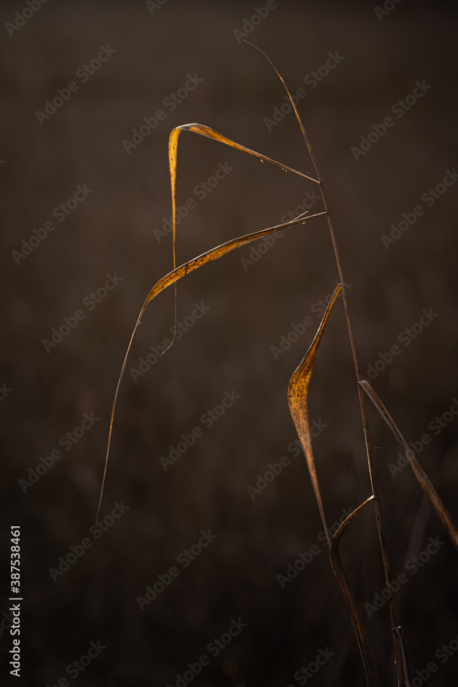 autumn straw backlit by the evening sun autumn straw backlit by the evening sun