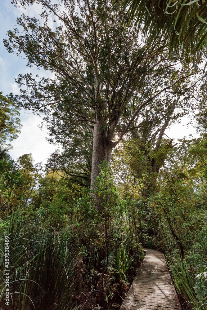 Waipoua forest with Kauri Trees and boardwalk Waipoua forest with Kauri Trees and boardwalk