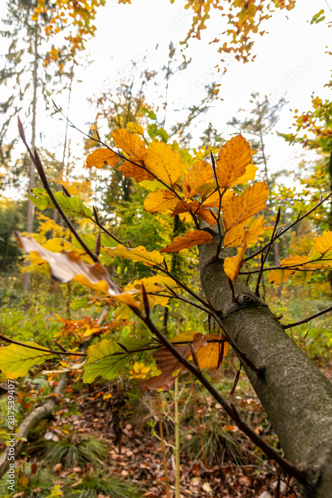 Colorful leaves in autumn and fall shine bright in the backlight and show their leaf veins in the sunlight with orange, red and yellow colors as beautiful side of nature in the cold season Colorful leaves in autumn and fall shine bright in the backlight and show their leaf veins in the sunlight with orange, red and yellow colors as beautiful side of nature in the cold season