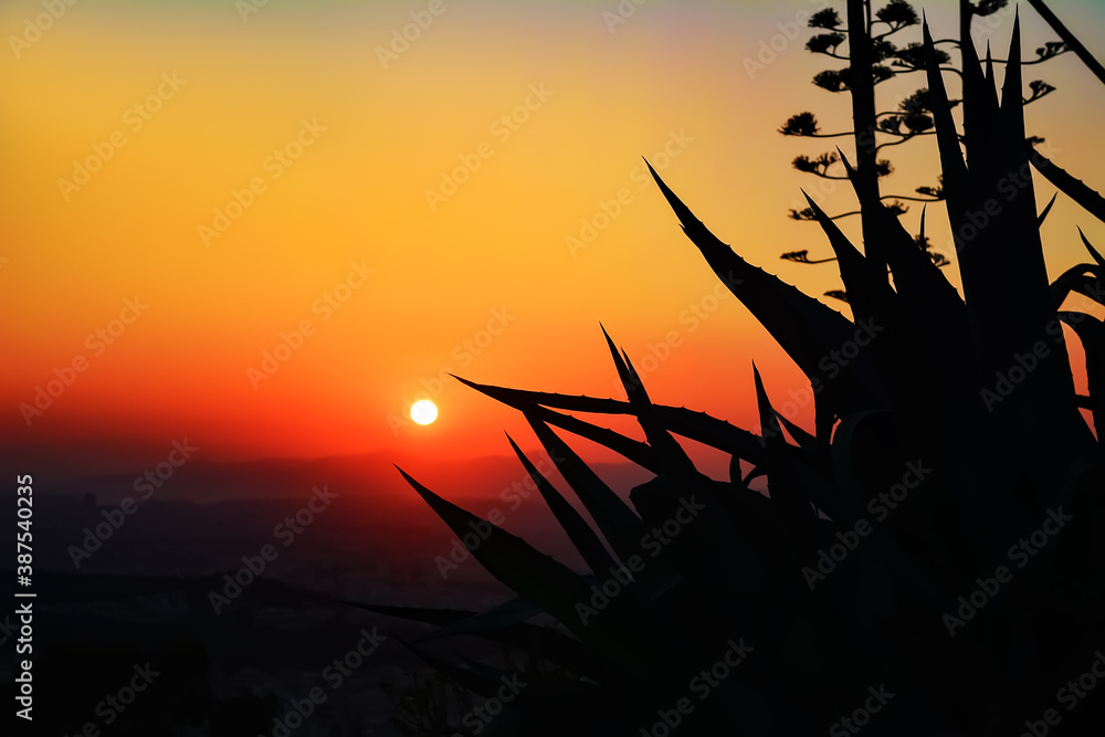 Black silhouette of plants against the background of the setting sun