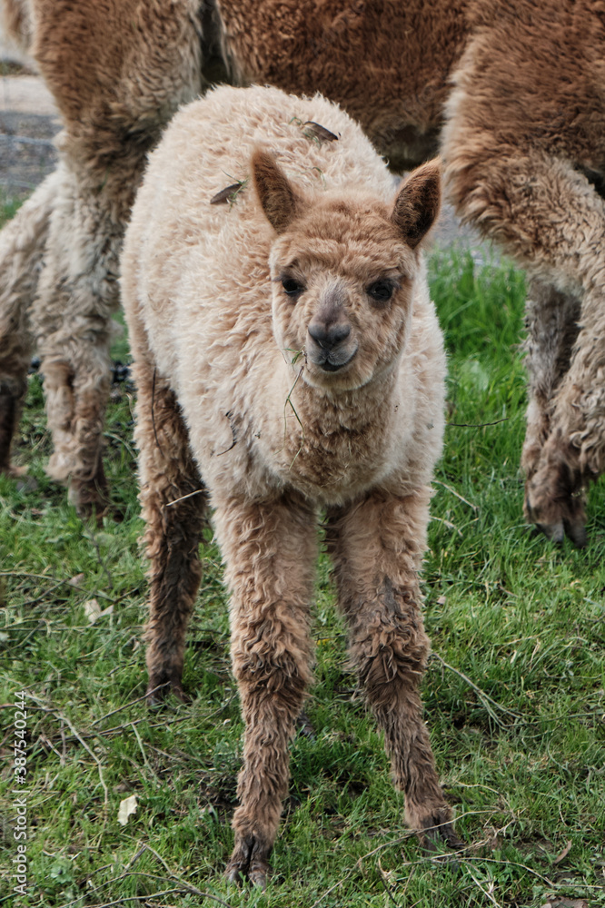 Cute baby alpaca in the meadow and chewing the grass.