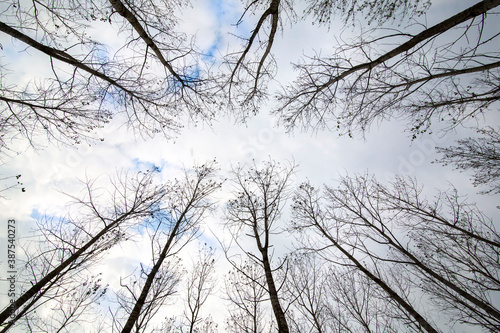 Vertical view from ground to the cloudy white blue sky between trees with fallen leaves and diagonal layout