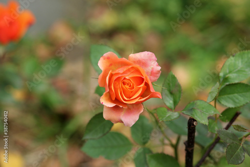 Wallpaper Mural Розы Torontodigital.ca