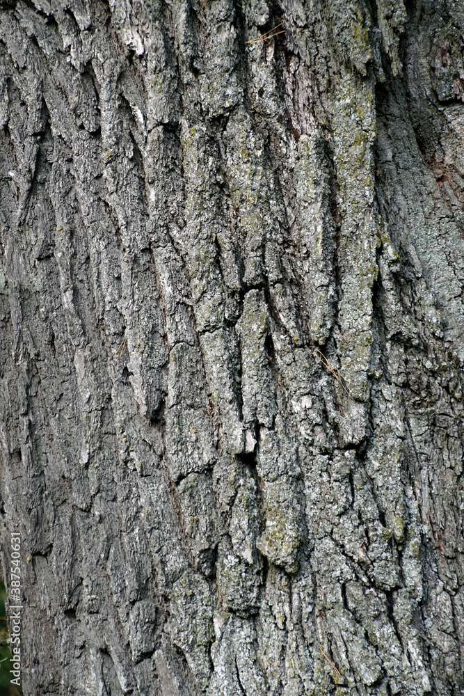 The trunk of a huge oak tree and a flying butterfly. Beautiful texture of plant bark. Wood The trunk of a huge oak tree and a flying butterfly. Beautiful texture of plant bark. Wood