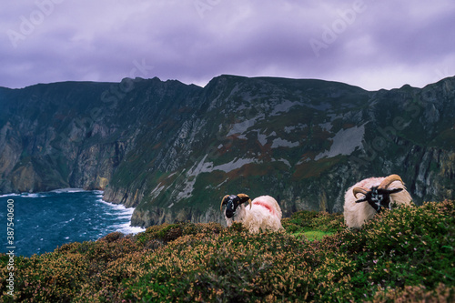 Scottish blackface sheeps with red paint on the top of the Slieve League cliffs (Repuplic of Ireland). photo