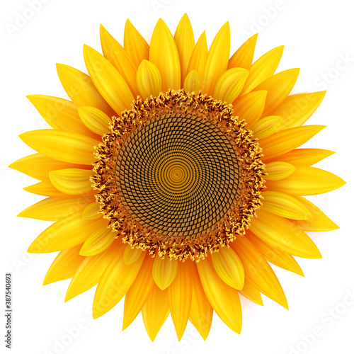 Fototapeta Naklejka Na Ścianę i Meble -  Sunflower isolated, realistic yellow summer flower vector illustration.