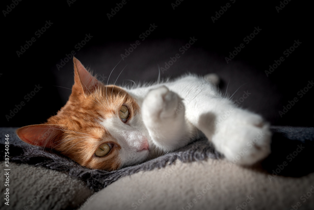 primer plano. gato marrón con ojos amarillos acostado en el sofa. Fondo negro primer plano. gato marrón con ojos amarillos acostado en el sofa. Fondo negro