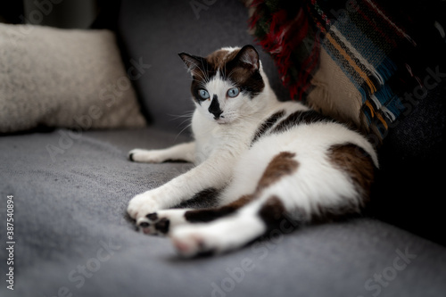gato blanco y negro con ojos azules acostado en el sofa © magui RF
