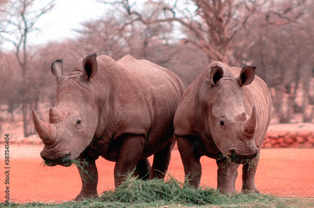Obraz premium Wild african animals. Portrait of two bull white Rhinos eating grass in National park, Namibia.