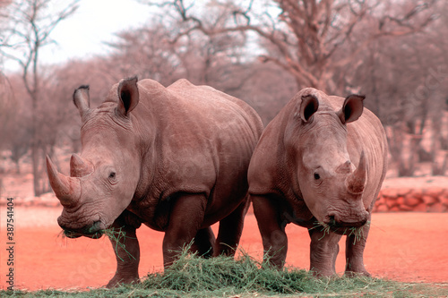  Wild african animals. Portrait of two bull white Rhinos eating grass in National park, Namibia.