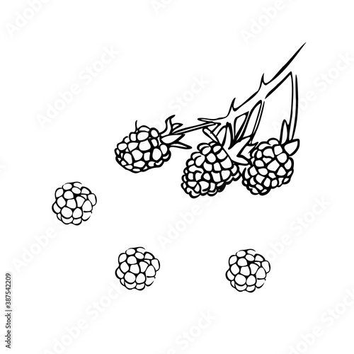 Hand drawn raspberries on a branch. Vector illustration in retro style isolated on white background. Shop sketch, banner, menu, and logo. Black and white outline.