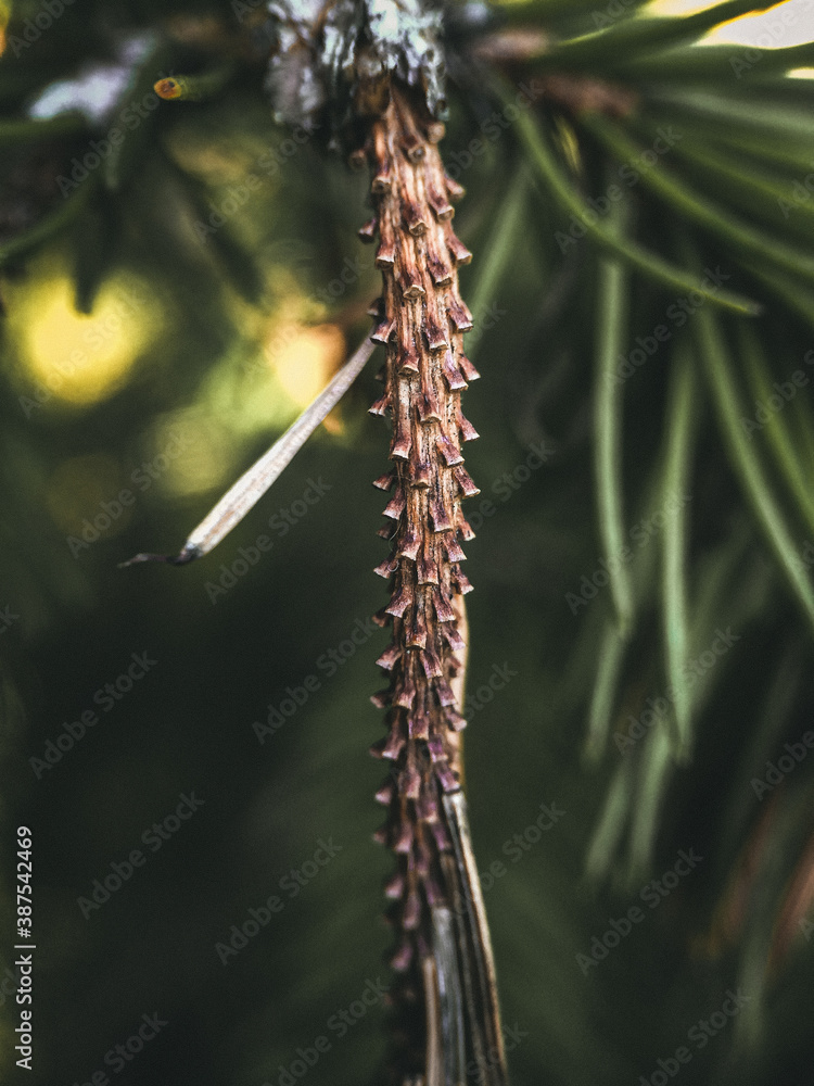 Naklejka premium close up of a cactus