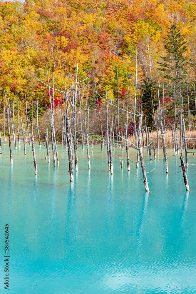 北海道の秋の風景　青い池の紅葉