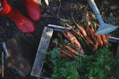 a harvesting carrots