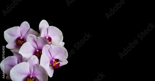 Pink Phalaenopsis flower on black background. Home grown natural orchid in bloom.