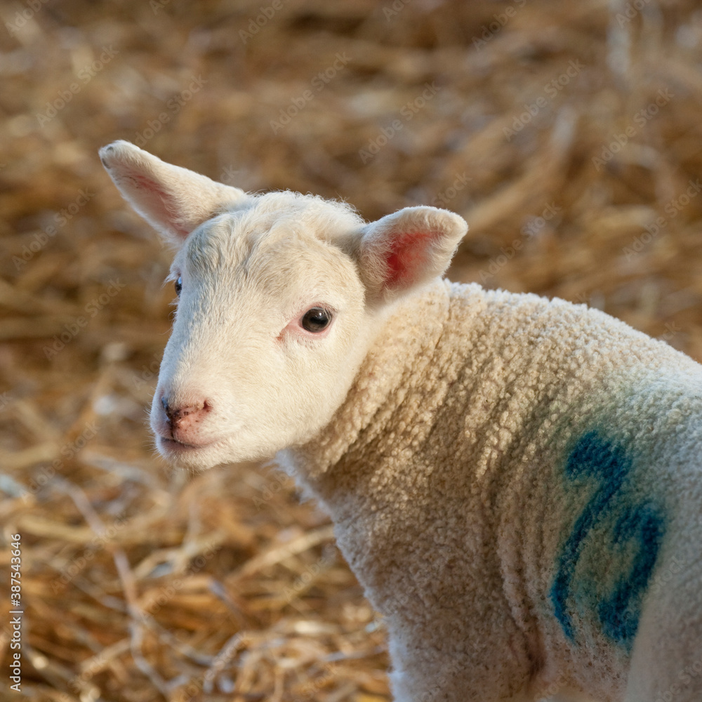 New born Lleyn lamb at lambing time, United Kingdom