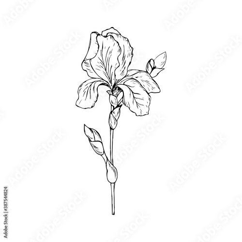 The flower of the iris. illustration on a white background. Sketching.