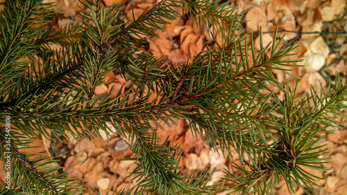 Green needles of the Christmas tree on the background of autumn leaves