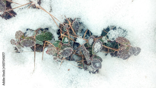 Autumn leaves under the snow
