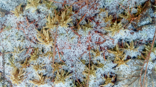 Green moss and snow close up