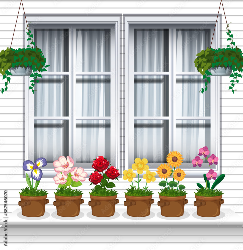 Flower plants near window