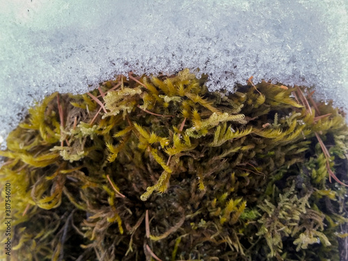 Green moss and snow close up